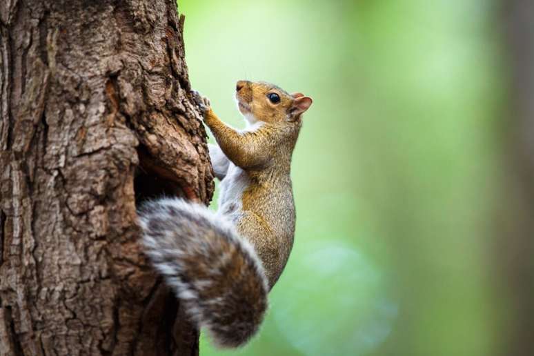 The squirrel tail also acts by an important means of communication The squirrel tail also acts by an important means of communication