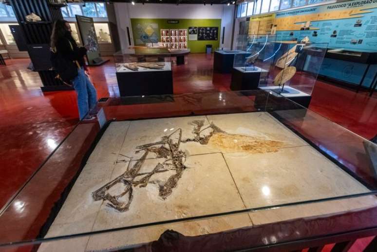 Fóssil do pterossauro Tupandactylus navigans do Museu de Geociências da USP é o único inteiro no mundo. Foi encontrado no nordeste do Brasil, na Bacia do Araripe.