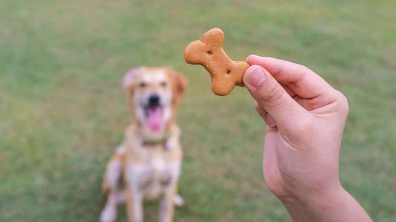Petiscos podem ajudar no processo de adestramento dos cães