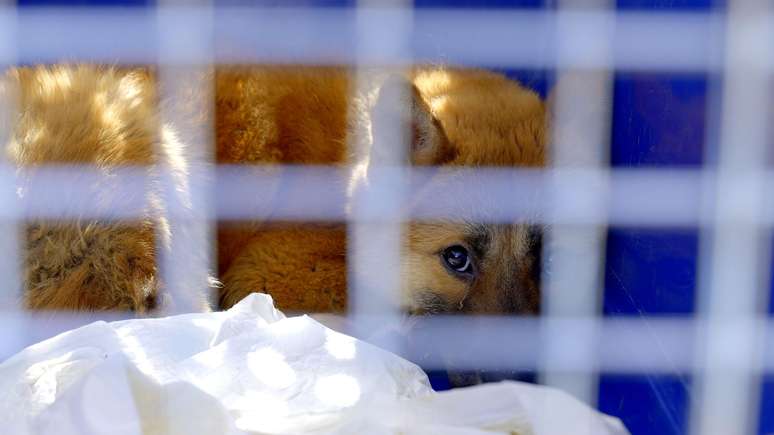Uma combina&ccedil;&atilde;o de fatores tornou dif&iacute;cil a ado&ccedil;&atilde;o de c&atilde;es na sociedade sul-coreana