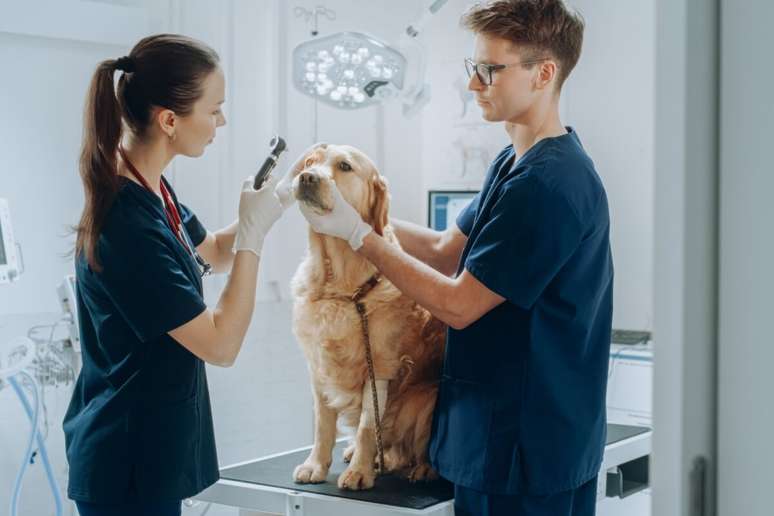 3 steps to take care of the health of the eyes of dogs and cats