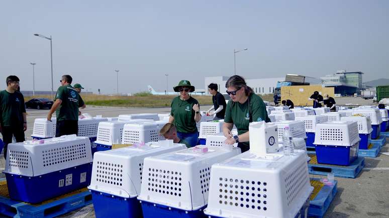 Os ativistas est&atilde;o preocupados com o que pode acontecer com os c&atilde;es resgatados a longo prazo