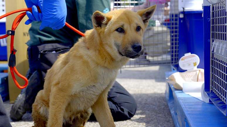 V&aacute;rios criadores manifestaram receio em rela&ccedil;&atilde;o aos seus meios de subsist&ecirc;ncia agora que a ind&uacute;stria da carne de cachorro foi proibida