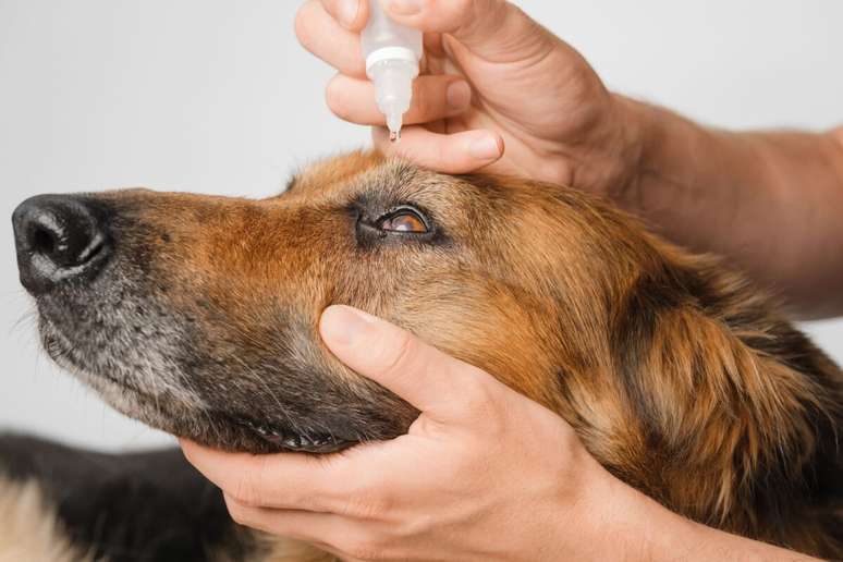 Only the vet can indicate the use of drugs in the eyes of animals Only the vet can indicate the use of drugs in the eyes of animals
