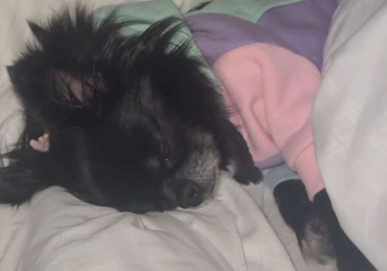 Cachorro de Sabrina Sato