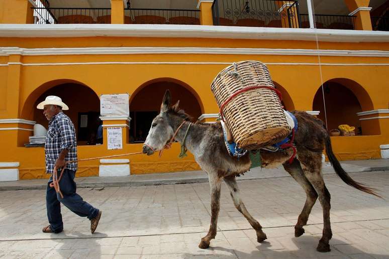 Jumento em Oaxaca, no México: animal já teve papel de destaque na agricultura familiar em vários países