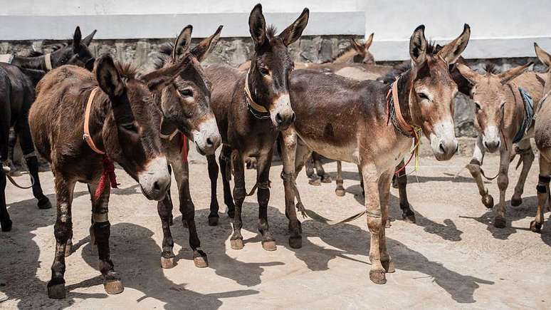 População de animais encolheu em diversos países