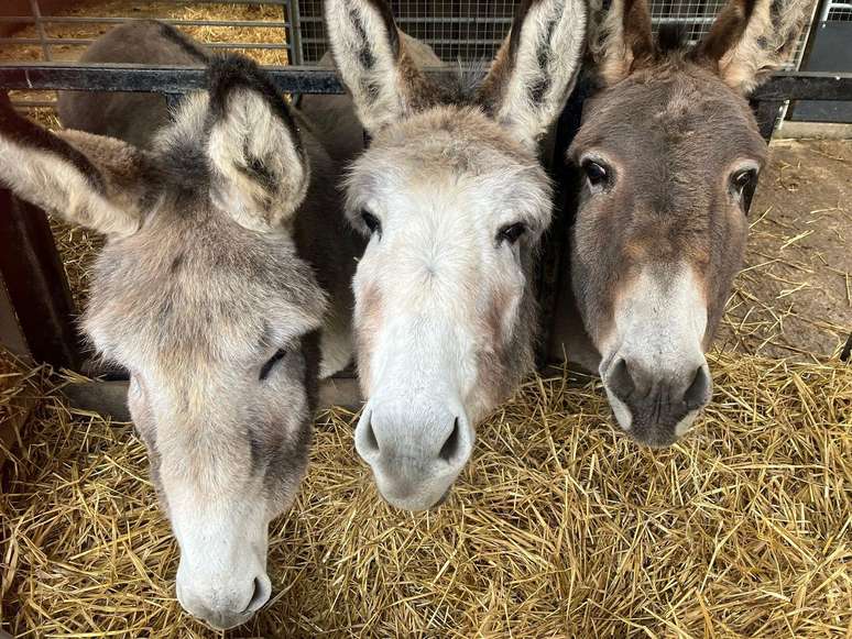 Estima-se que demanda da China pela pele do animal leve a 5,9 milhões de abates por ano