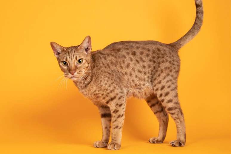 Os gatos da ra&ccedil;a ocicat t&ecirc;m apar&ecirc;ncia selvagem e pelagem manchada&nbsp;