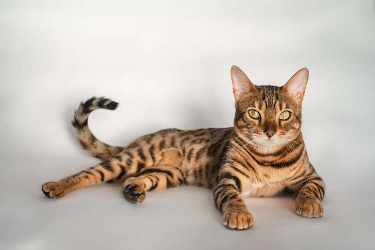 Os gatos da ra&ccedil;a bengal t&ecirc;m pelagem que lembram um felino selvagem 