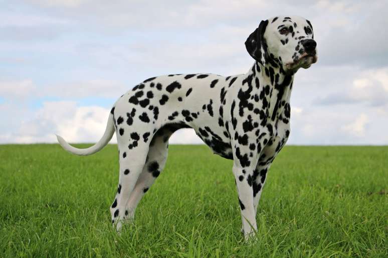 Dalmatian has medium -grandi ears, fallen by the head and often with stains Dalmatian has medium -grandi ears, fallen by the head and often with stains