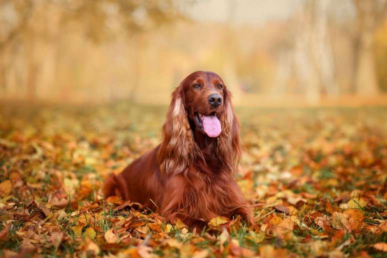 The ears of the Irish setter are large, thin, falling and covered with hair fringes The ears of the Irish setter are large, thin, falling and covered with hair fringes
