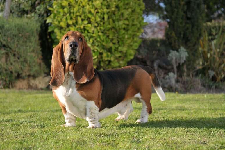 The Basset Hound has extremely long, thin and falling ears The Basset Hound has extremely long, thin and falling ears