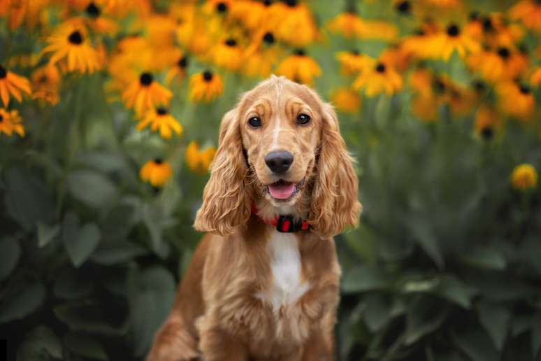 The English Cocker Spaniel has long ears, pending and covered with silky The English Cocker Spaniel has long ears, pending and covered with silky