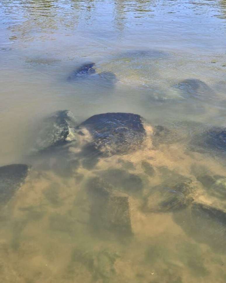 Óleo teria escoado até alcançar o leito do Rio Ribeira do Iguape.