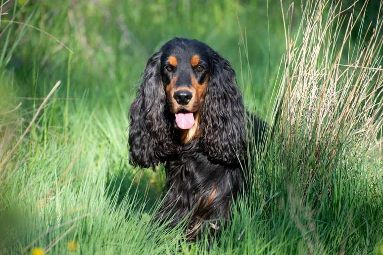 7 breeds of dogs with large ears