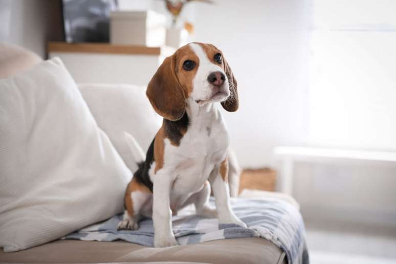 Beagle has large ears, falling and rounded that help to capture the smells Beagle has large ears, falling and rounded that help to capture the smells