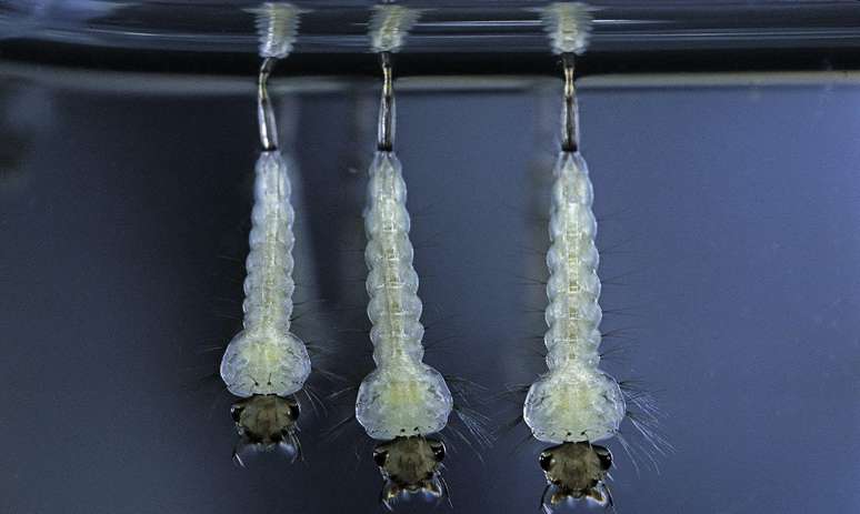 Larvas de um mosquito compartilham apar&ecirc;ncia e habitat completamente diferente dos pais