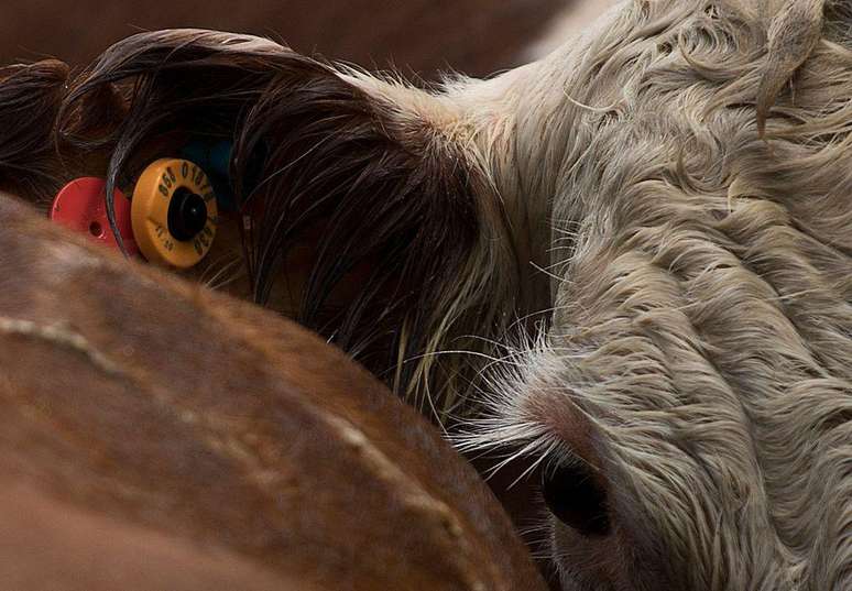 Todas as vacas no Uruguai devem ser identificadas com tags nas orelhas