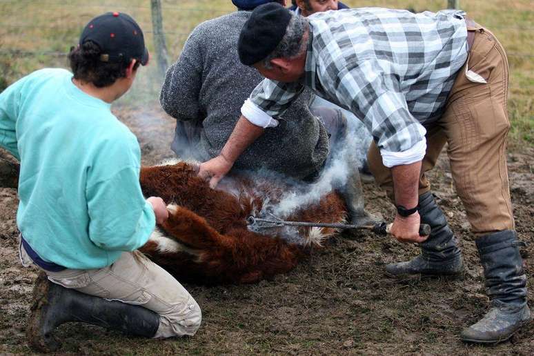 Uma alta porcentagem das vacas que a Conexi&oacute;n Ganadera tinha n&atilde;o eram marcadas
