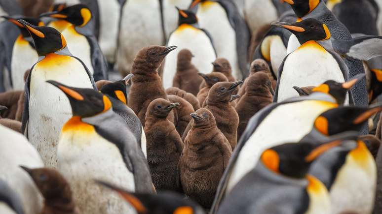 Os pinguins s&atilde;o um exemplo conhecido de pais que cuidam de seus filhotes