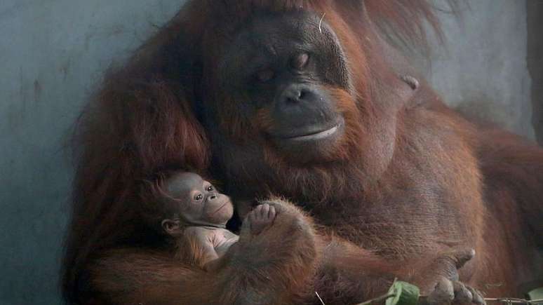 Todas as esp&eacute;cies de mam&iacute;feros e boa parte das aves nascem com um alto grau de indefesa e precisam de cuidados