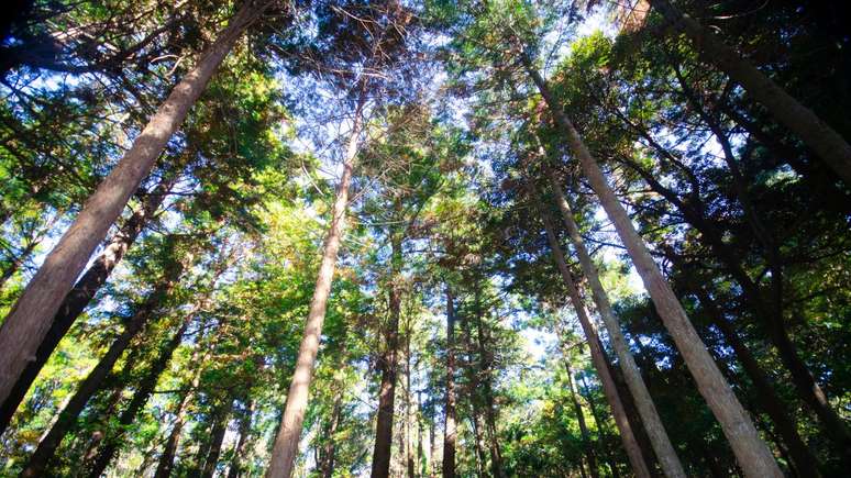 Conheça o banho de floresta, prática japonesa que conecta o corpo, mente e natureza para reduzir o estresse