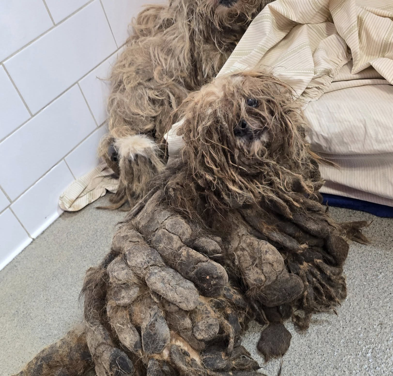Cães são resgatados de casa de acumuladora tomada por lixo e sujeira nos EUA