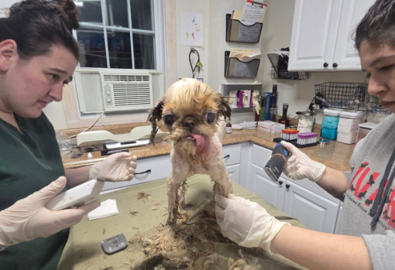 Cães são resgatados de casa de acumuladora tomada por lixo e sujeira nos EUA