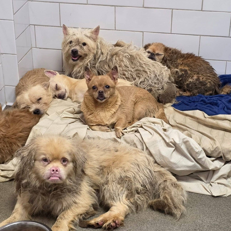 Cães são resgatados de casa de acumuladora tomada por lixo e sujeira nos EUA