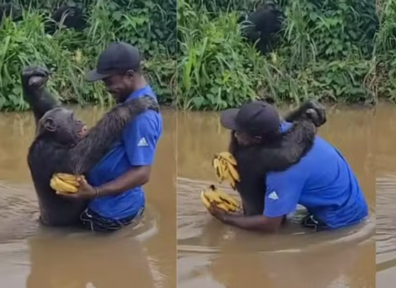 Chimpanzé foi resgatado ainda filhote, submetido a um processo de reabilitação e voltou à natureza em 2019