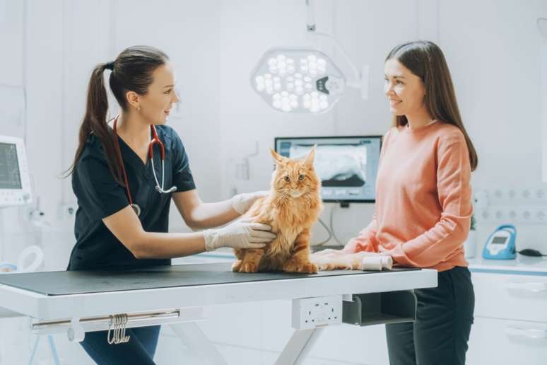 The vet must answer questions patiently and make sure everything has been understood 