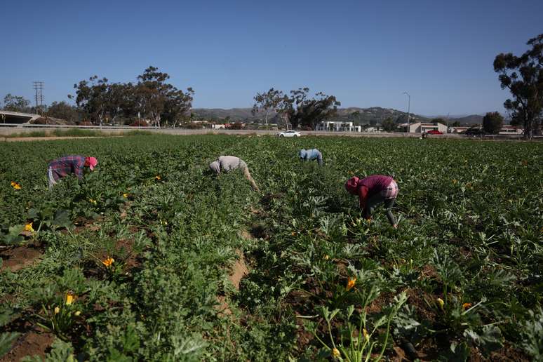 Trabalhadores imigrantes em colheita de safras na Calif&oacute;rnia