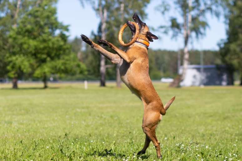 7 dogs races with a lot of energy