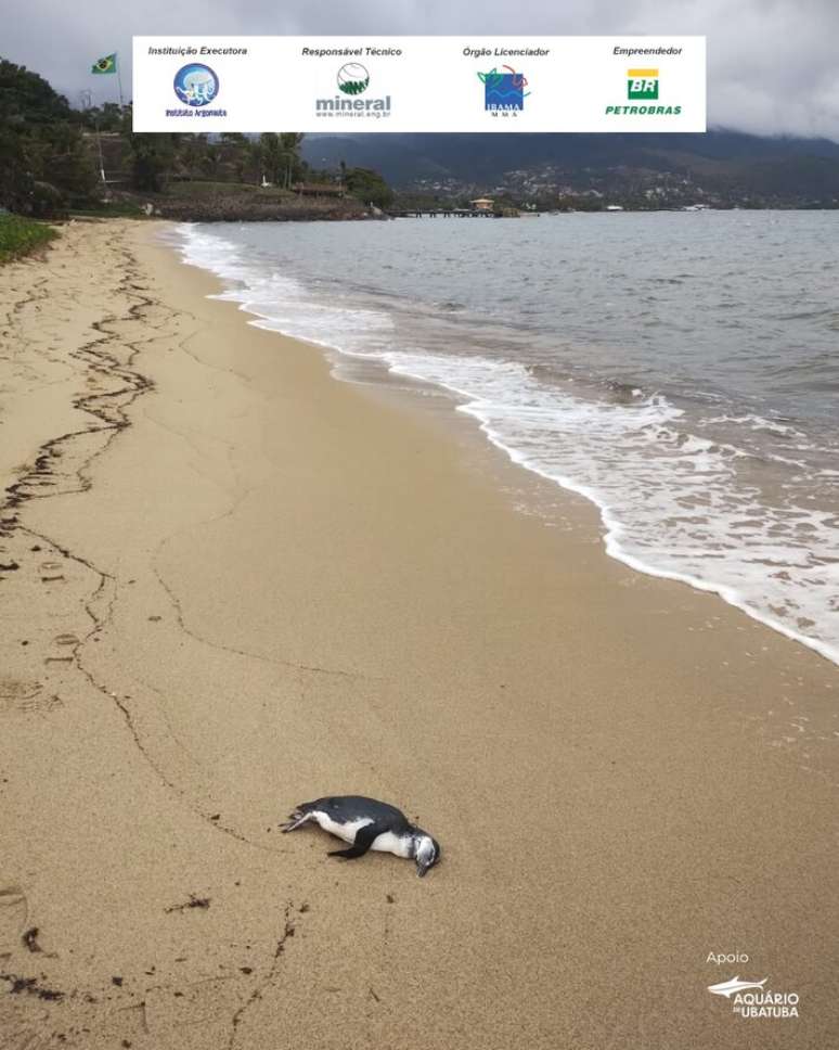 Pinguim é encontrado morto na Praia do Itaguaçu, em Ilhabela.