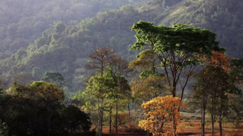 A belíssima APA Triunfo do Xingu, no Pará, é um exemplo de área protegida de fundamental importância para a biodiversidade amazônica que sofre com a falta de recursos e lidera a lista de unidades que perderam mais floresta em 2024.