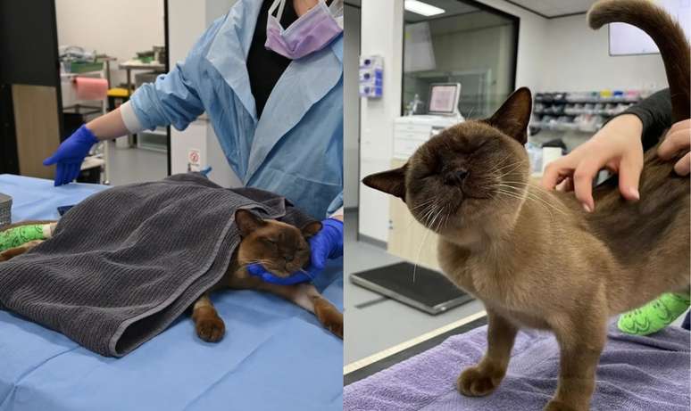 Gato Pablo ficou internado após ser encontrado em máquina de lavar e sobrevive