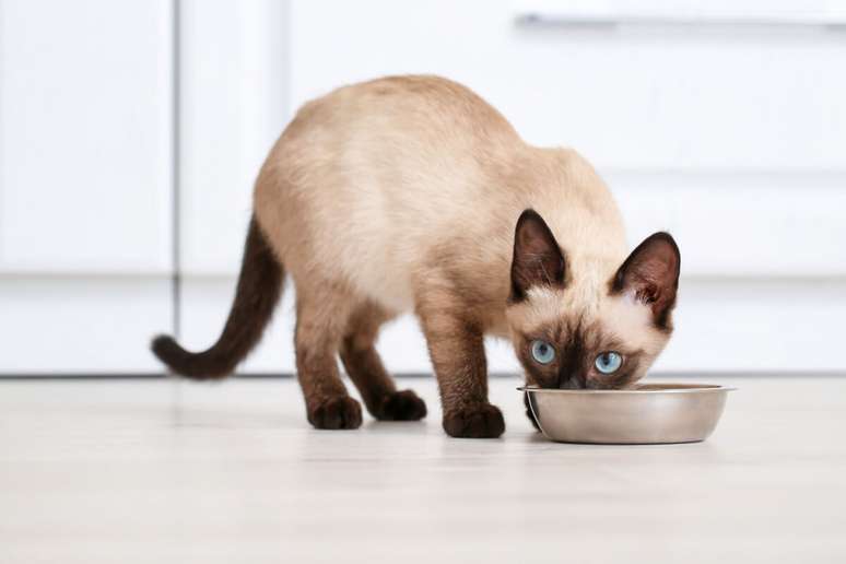 The Thai cat requires a balanced diet, rich in high quality proteins 