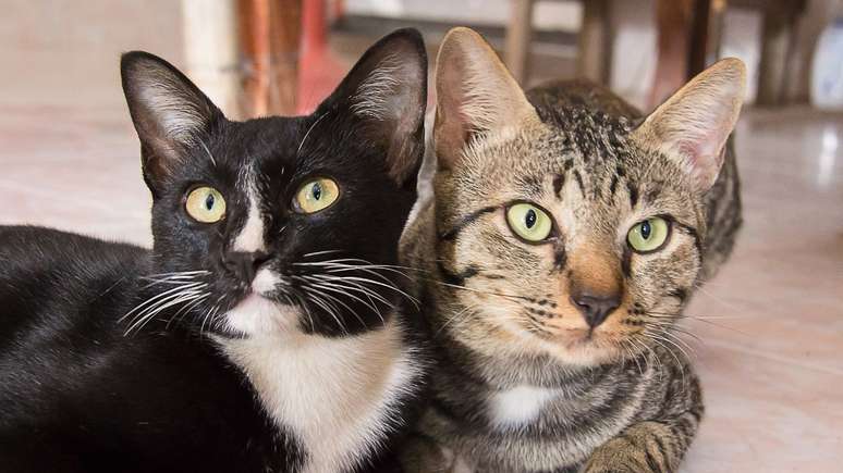 Does the cat love milk? Take a look at the greatest myths and truth about the animal Does the cat love milk? Take a look at the greatest myths and truth about the animal