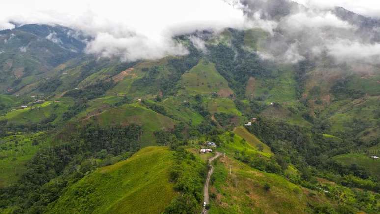 Em regi&otilde;es como o Cauca, foram identificadas variedades mais produtivas e resistentes nos &uacute;ltimos anos