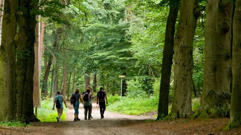 The healing power of nature: like the “forest bath” and contact with Green revitalizes your health