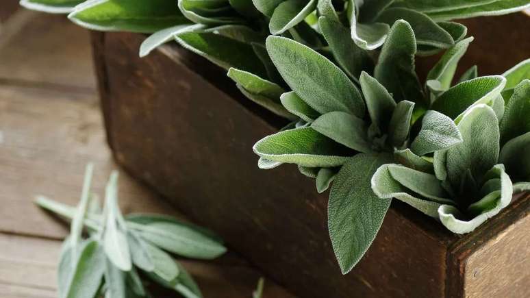 Medicinal plants: 5 options that relieve the symptoms of winter allergies Medicinal plants: 5 options that relieve the symptoms of winter allergies