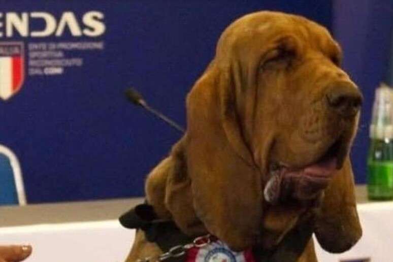 C&atilde;o de resgate Bruno salvou a vida de 9 pessoas na It&aacute;lia