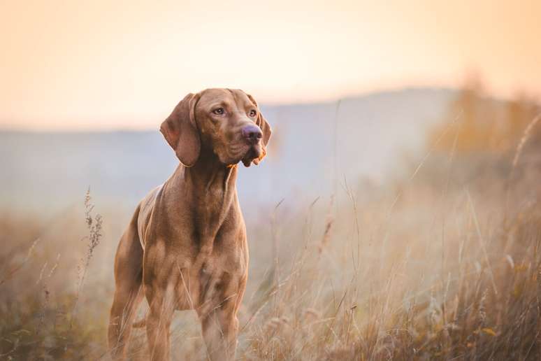 O vizsla se adapta bem a treinos intensos e longas corridas 