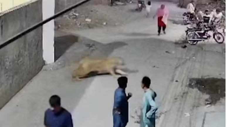 IMPRESSIONANTE! Le&atilde;o foge, ataca mulher e crian&ccedil;as, e donos s&atilde;o presos pela pol&iacute;cia