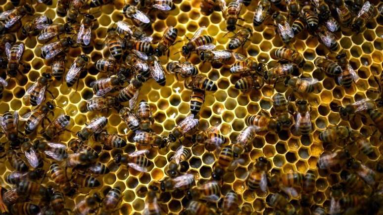 Tr&ecirc;s pessoas ficaram gravemente feridas ap&oacute;s um ataque de abelhas em Aurillac, no sul da Fran&ccedil;a