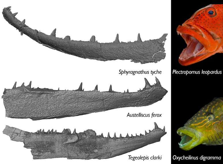 tr&ecirc;s ossos da mand&iacute;bula inferior &agrave; esquerda, duas reconstru&ccedil;&otilde;es de peixes pr&eacute;-hist&oacute;ricos &agrave; direita