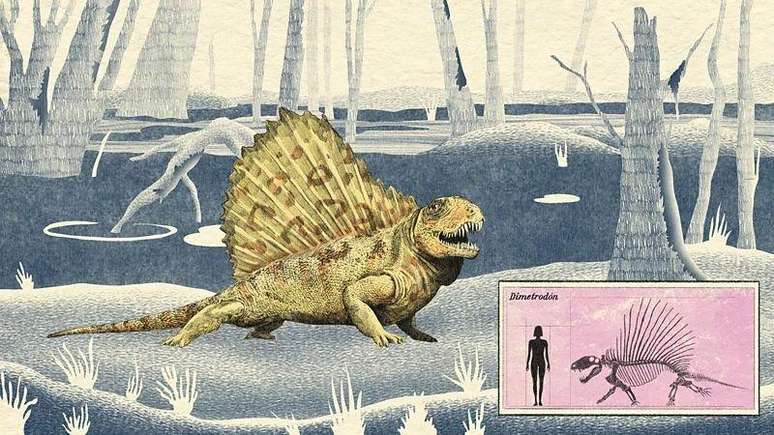 Assim como outros sinapsídeos, o Dimetrodon tinha uma andar que lembrava o dos crocodilos