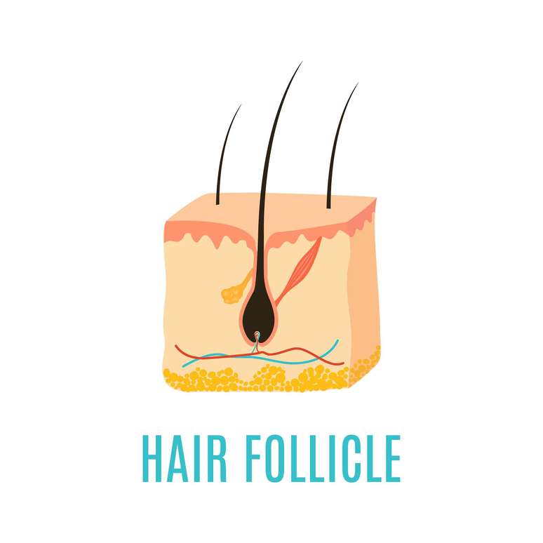 The cutting of the eyelashes does not remove the hair follicle. art4stock/shutterstock The cutting of the eyelashes does not remove the hair follicle. art4stock/shutterstock