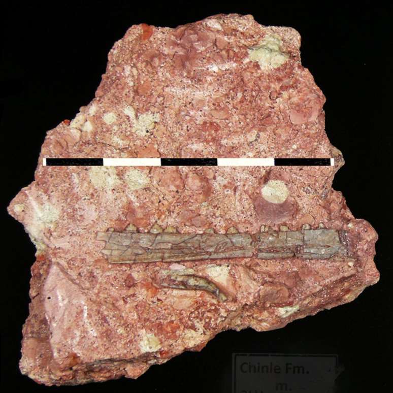 A mandíbula do pterossauro, que era tamanho de uma gaivota, foi preservada em uma rocha de 209 milhões de anos